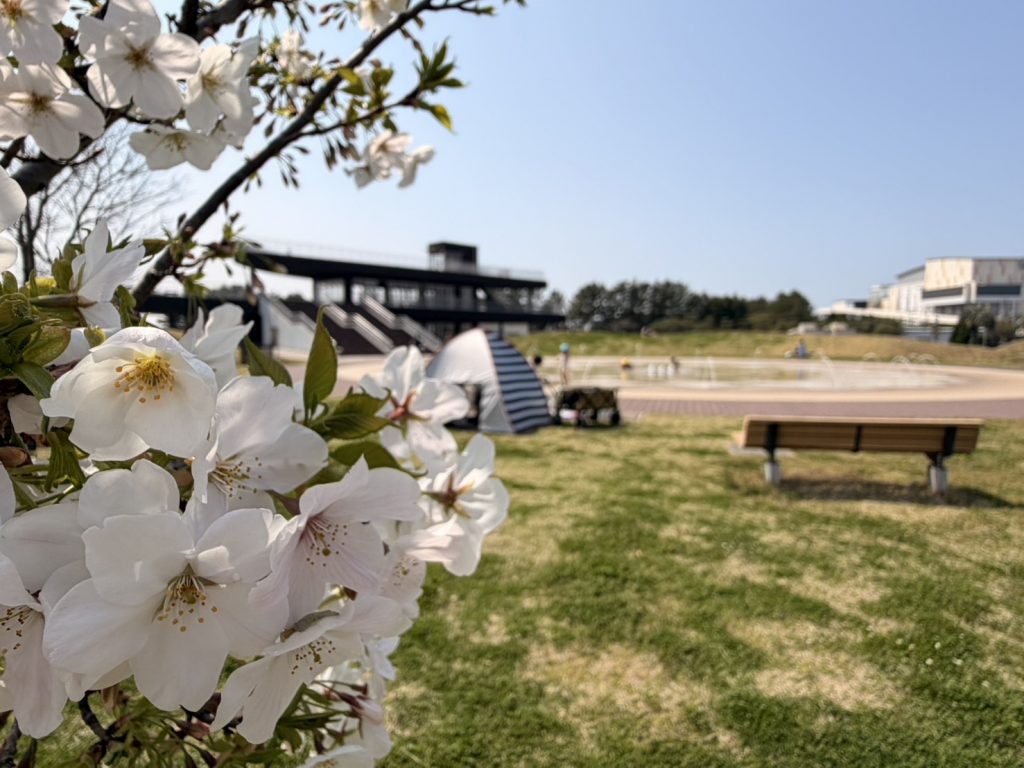船橋三番瀬海浜公園の噴水と桜