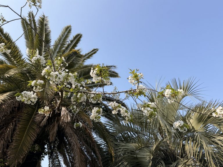 公園内のド根性桜🌸
