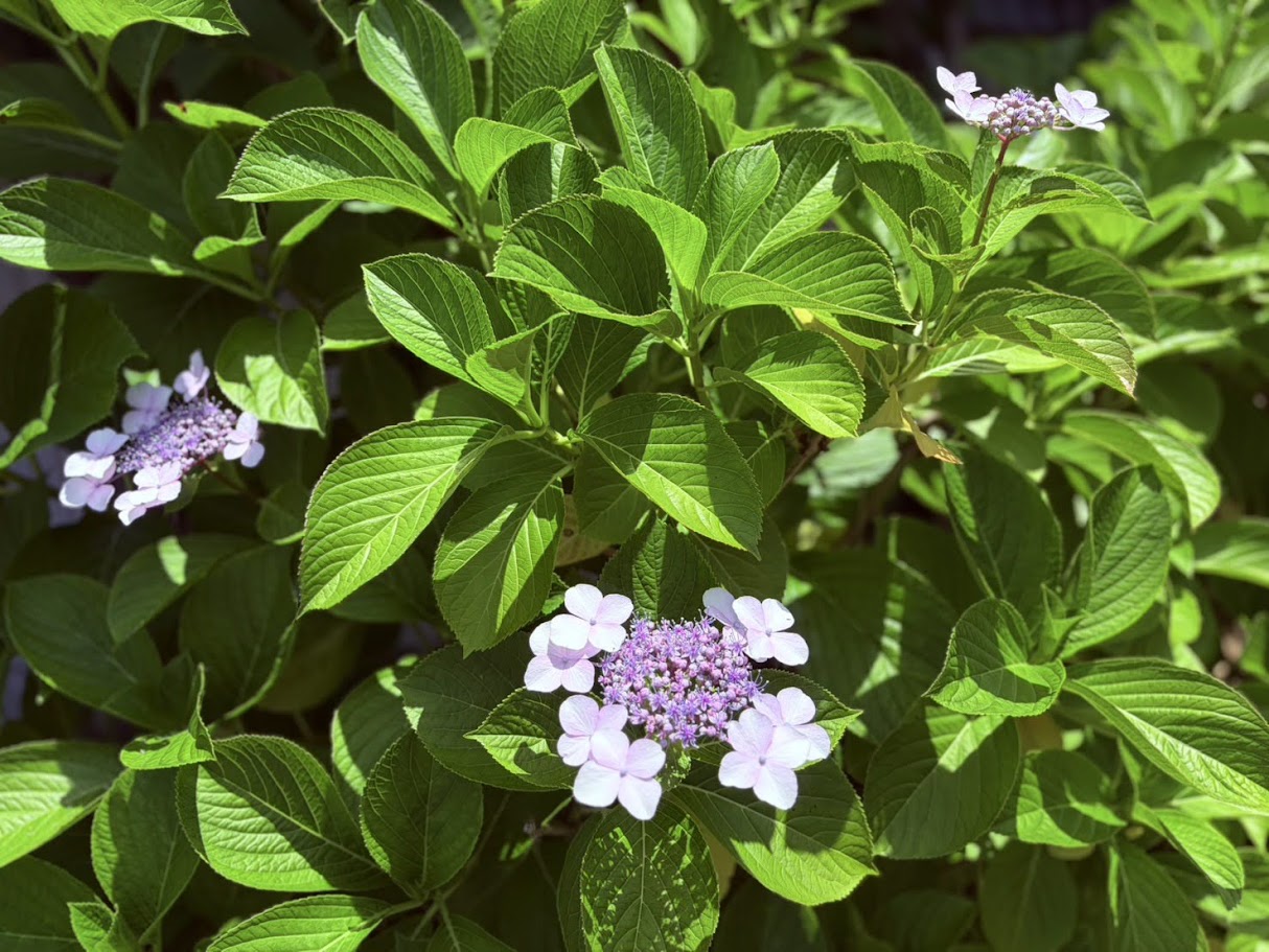 ふなばし　ＢＢＱ　紫陽花