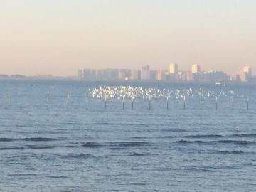 船橋サンバンセ海浜公園