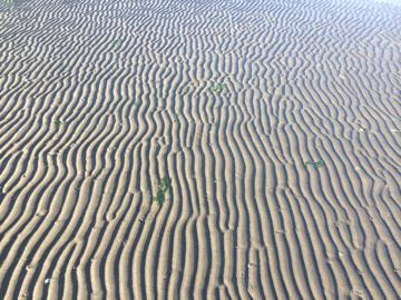 リップルマーク